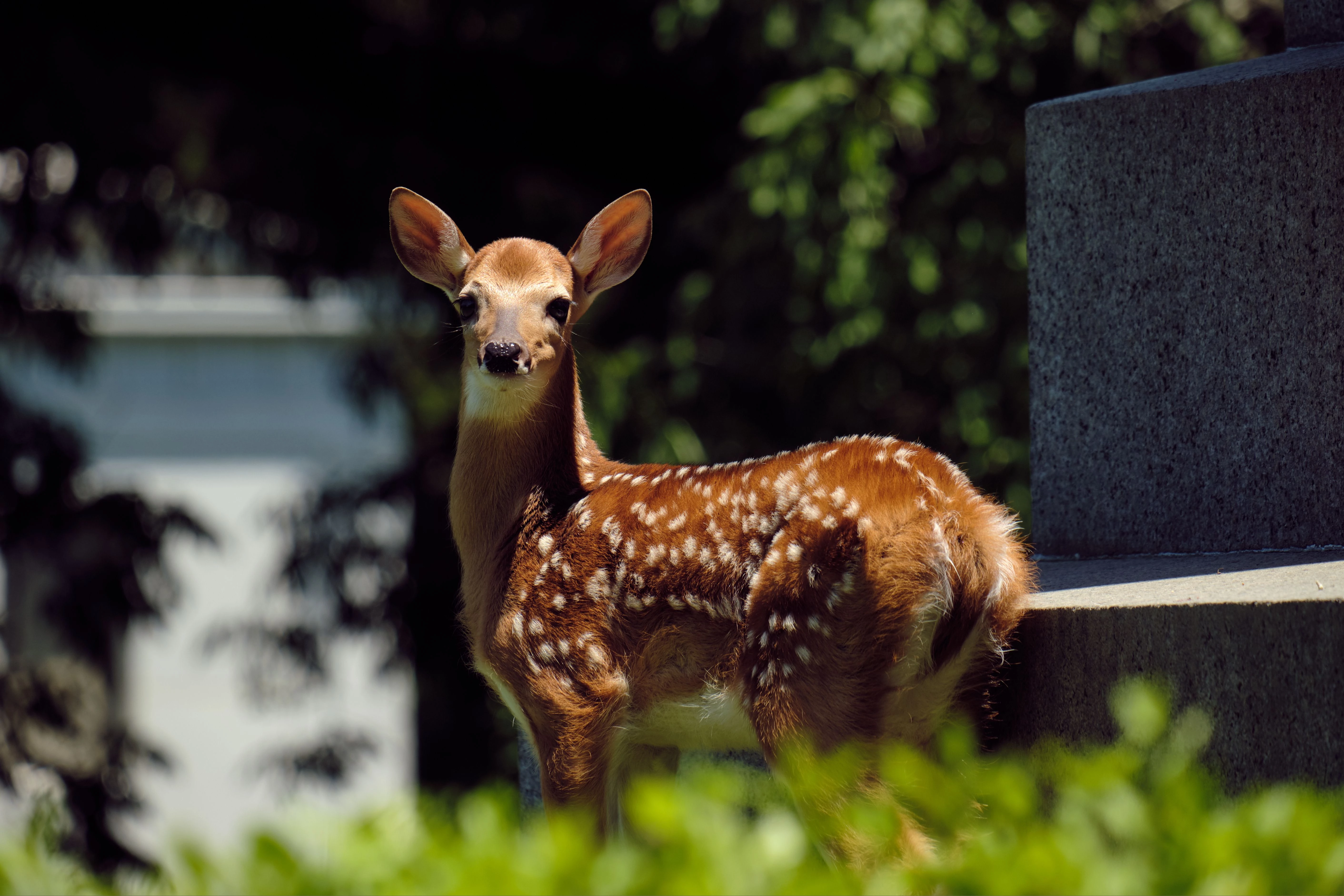 Fawn Response ADHD: Why Conflict Can Trigger People-Pleasing